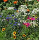 1000 SEEDS Wildflower Mix DROUGHT RESISTANT 25 Species Dry Area Flowers Non-GMO