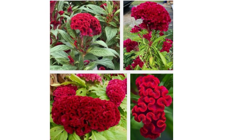 Plumed Cockscomb Flower 50 SEEDS