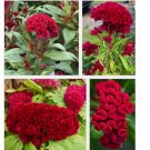 Plumed Cockscomb Flower 50 SEEDS