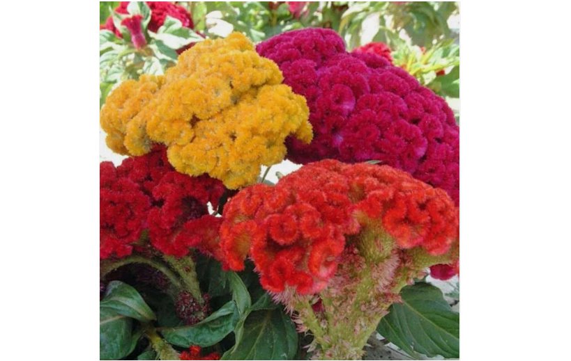 Celosia Cristata Mixed Seeds / Cockscomb /Flowers 25+ SEEDS