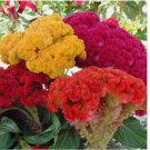 Celosia Cristata Mixed Seeds / Cockscomb /Flowers 25+ SEEDS