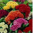500 SEEDS Celosia CRISTATA Mixed Cockscomb Dried Flowers Cutflowers Non-GMO