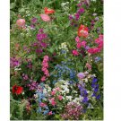 1000 SEEDS Wildflower Mix SHADE with Perennials 16 Species Pollinators Non-GMO