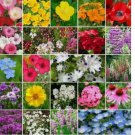 1000 SEEDS Partial Shade Wildflower Seed Mix | Heirloom & Non-GMO 1000 SEEDS Partial Shade Wildflower Seed Mix | Heirloom & Non-GMO