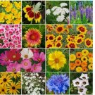 1000 SEEDS BIRD & BUTTERFLY Flower Garden Seed Mix Heirloom Pollinators Non-GMO