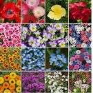 1000 SEEDS Wildflower Mix SHORTY LOW GROW Short Flowers Heirloom Non-GMO