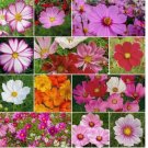 200 SEEDS Cosmos CRAZY FOR COSMOS Mix Loves Heat Pollinators Heirloom Non-GMO