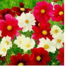 100 SEEDS Cosmos RUBIES SUNSHINE Red+ Flowers Pollinators Butterflies Non-GMO