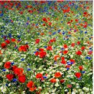1000 SEEDS FIELD OF DREAMS Red, White & Blue Flowers Poppy, Chamomile, Bachelor