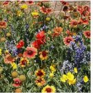 Wildflower Mix Seeds - DROUGHT RESISTANT - 25 Species - Dry Area - Non-GMO 1000+ SEEDS