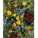 1000+ SEEDS Wildflower Mix LOW GROWING Short Flowers w/ Perennials USA Non-GMO