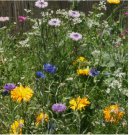 500 SEEDS Wildflower Mix EDIBLE FLOWERS Tangy Spicy Floral w/ Perennials Non-GMO