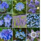 500+ SEEDS Wildflower Mix SINGIN' THE BLUES Exclusive Blue Heirloom Non-GMO
