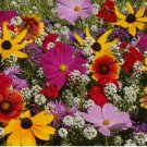 500 SEEDS Wildflower Mix The BUTTERFLY MIXTURE NON-GMO