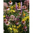 1000 SEEDS NATIVE FLOWER MIX FOR MONARCHS w/ MILKWEED Butterflies Non-GMO