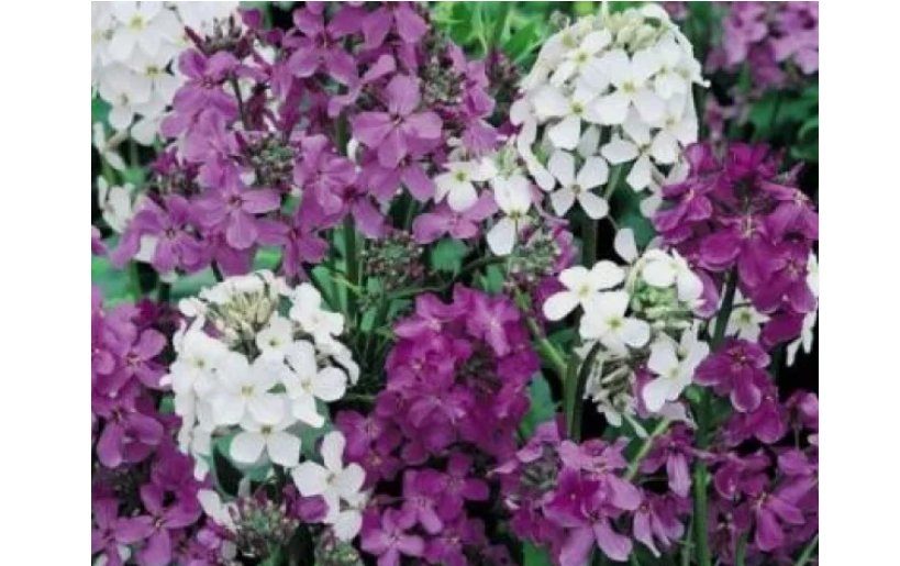 100 pcs DAME'S ROCKET SEEDS MIXED COLORS
