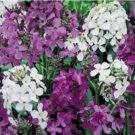 100 pcs DAME'S ROCKET SEEDS MIXED COLORS