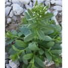 Field Pennycress Seeds (Thlaspi arvense) Common Pennycress 100+ SEEDS