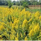 SHOWY GOLDENROD Seeds 101+PCS