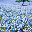 BABY BLUE EYES 1000+ SEEDS FLOWER GROUNDCOVER DROUGHT TOLERANT WILDFLOWER SPRING