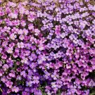 1000+ SEEDS Ground cover ROCK CRESS PURPLE Aubrieta Fragrant Pollinators Non-GMO