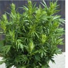 Mugwort Seeds(Artemisia vulgaris)Medicinal Culinary Perennial Herb 500+ SEEDS