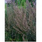 Artemisia Vulgaris Seeds - Mugwort / Common Wormwood - Medicinal Herb 1000+ SEEDS
