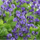 50 SEEDS BAPTISIA Wild Indigo Blue Flowers Butterfly Host Plant Perennial NonGMO