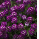 500 SEEDS Alyssum ORIENTAL NIGHTS Dark Purple Groundcover Bees Fragrant Non-GMO 500 SEEDS Alyssum ORIENTAL NIGHTS Dark Purple Groundcover Bees Fragrant Non-GMO