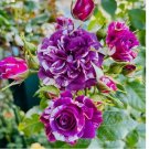 "Scented Jewel" Rose Seeds - Fragrant Floribunda Variety, Purple & White 20pcs