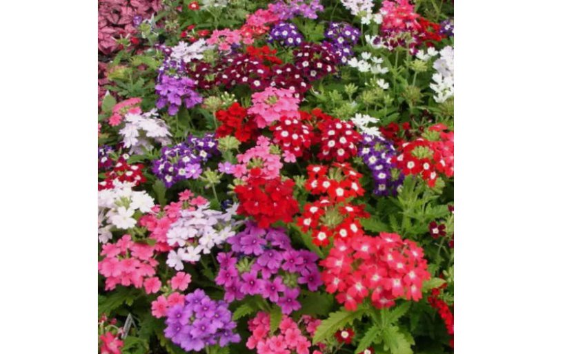 200 SEEDS Verbena COMPACTA Mix Dwarf Groundcover Tender Perennial Bees Non-GMO