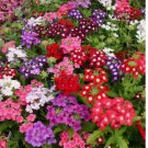 200 SEEDS Verbena COMPACTA Mix Dwarf Groundcover Tender Perennial Bees Non-GMO