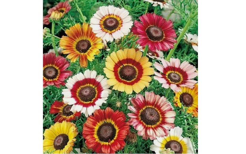 200 SEEDS Painted Daisy MIXED Colors Pollinators Butterflies Perennial Non-GMO