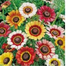 200 SEEDS Painted Daisy MIXED Colors Pollinators Butterflies Perennial Non-GMO