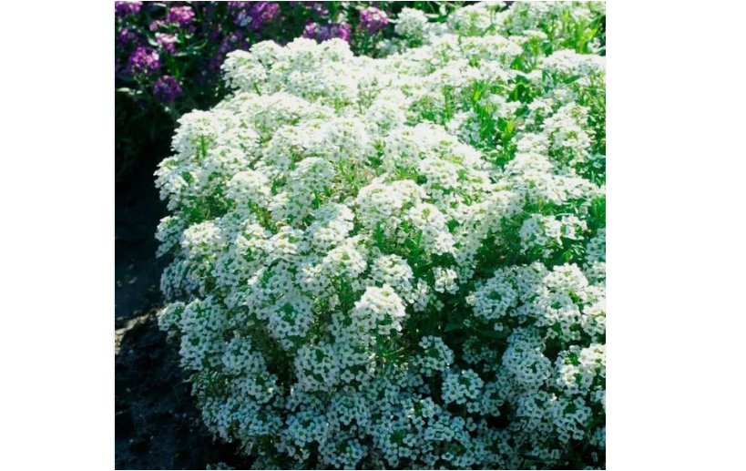 500 SEEDS Alyssum TINY TIM White 3&acirc;�� Groundcover Bees Fragrant Flowers Non-GMO