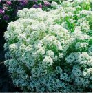 500 SEEDS Alyssum TINY TIM White 3” Groundcover Bees Fragrant Flowers Non-GMO 500 SEEDS Alyssum TINY TIM White 3” Groundcover Bees Fragrant Flowers Non-GMO