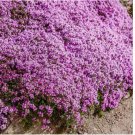 500 SEEDS Creeping Thyme WILD Groundcover Perennial Purple Fragrant Bees Non-GMO
