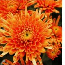 200 SEEDS Citrus Glow Mum Chrysanthemum Seeds