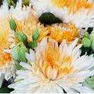 200 SEEDS Orange White Mum Chrysanthemum Mum Flower
