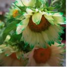 Green Lace Sunflower Seeds 50 pcs