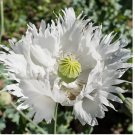 Jimi’s Snowflake Poppy Seeds –P. Somniferum 1000 SEEDS