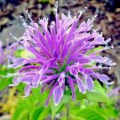 Bee Balm Wild Bergamot | 500 Seeds | Perennial | Non-GMO