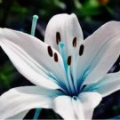Blue Lily / blue Rare Lily Plant 45+ SEEDS