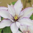 Sammi Jo Clematis Seeds Climbing Perennial Plumeria Bloom 25 SEEDS
