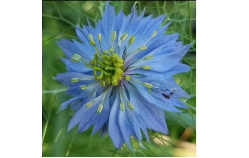 LOVE-IN-A-MIST Fresh Seeds (Nigella damascena) Heirloom 100+ SEEDS