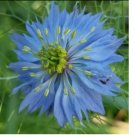 LOVE-IN-A-MIST Fresh Seeds (Nigella damascena) Heirloom 100+ SEEDS