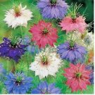 LOVE IN A MIST Flower Seeds Flowering Annual Cut Dried Flowers 501+ SEEDS