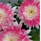 500 SEEDS Pink Lace Mum Chrysanthemum Seeds