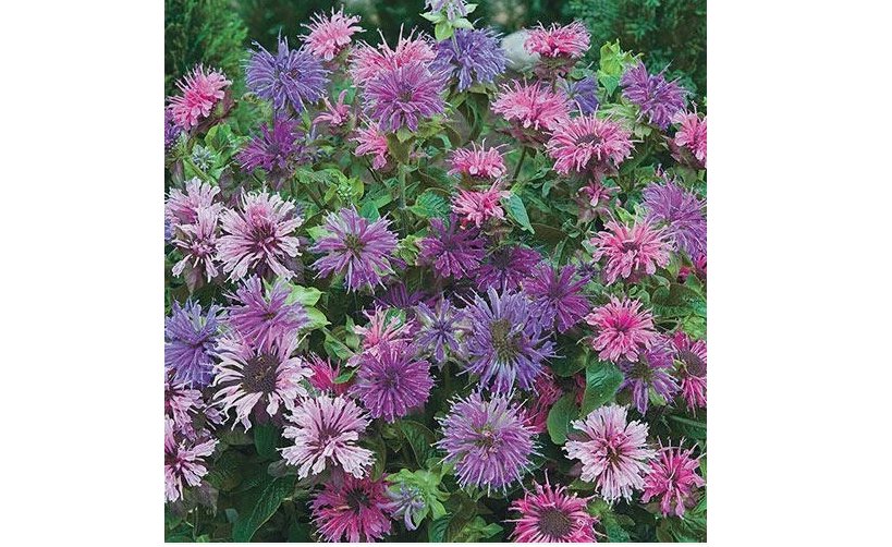 Blue Shades Bee Balm Seeds Flowers 100 SEEDS