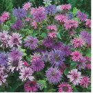 Blue Shades Bee Balm Seeds Flowers 100 SEEDS